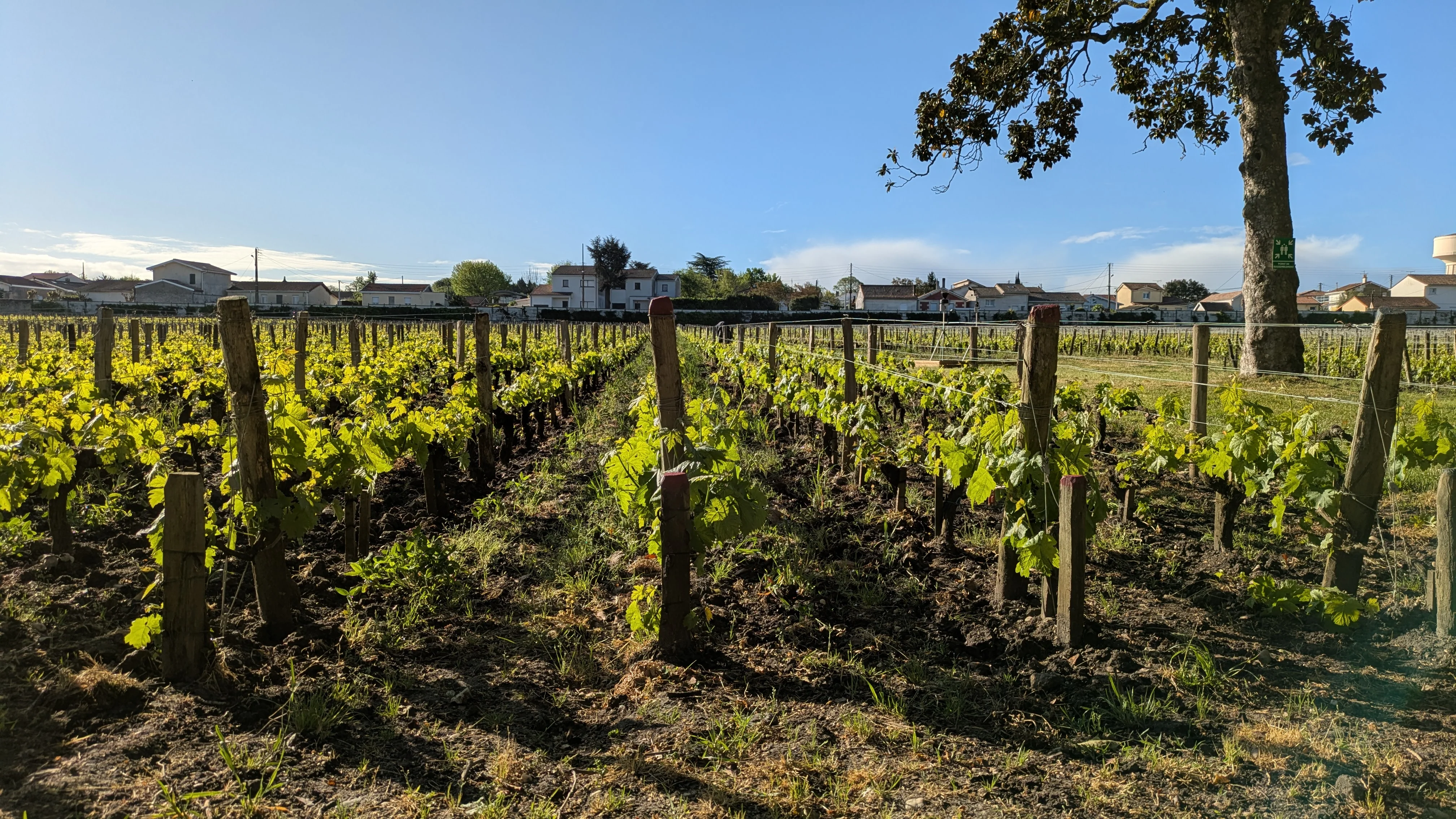 Château Les Carmes Haut-Brion Pessac-Léognan 2022 - Image 6